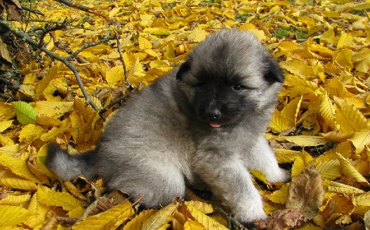 Keeshond Puppy.