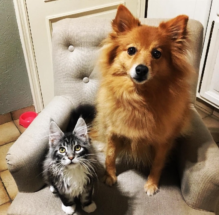 Keeshond's Cat Friend.