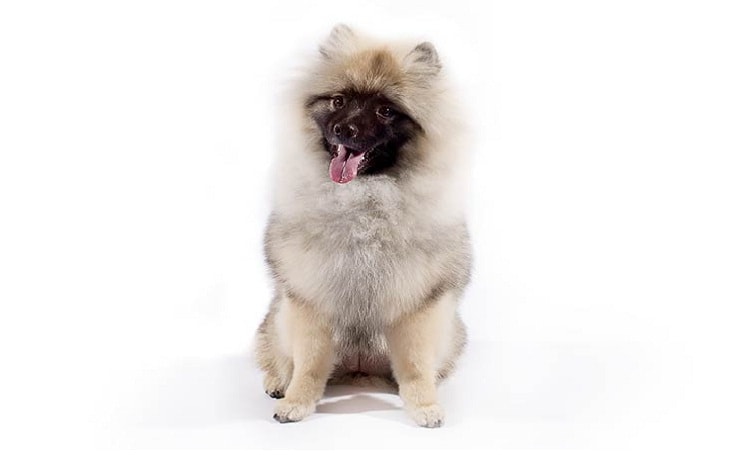 Keeshond Training Process and Methods