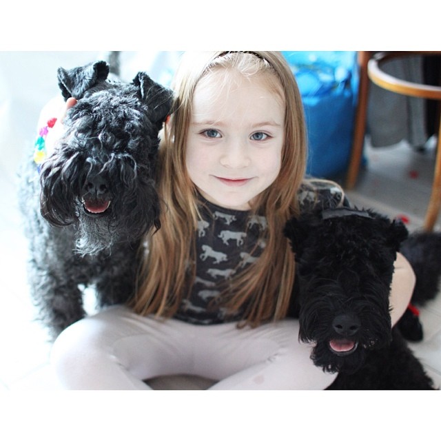 Kerry Blue Terrier With Its Playmate.