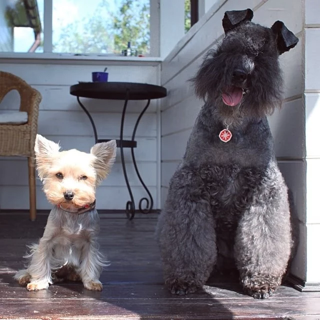 Kerry Blue Terriers Are Friendly Dogs. 