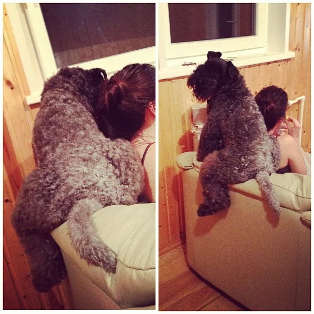 Kerry Blue Terrier Wants Attention. 