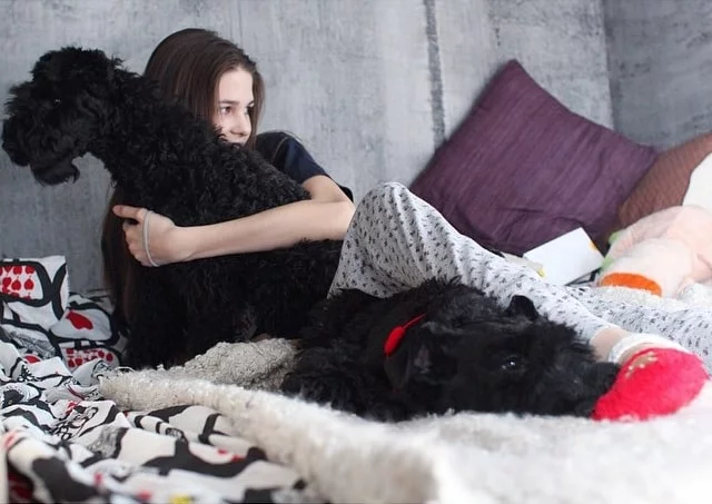 Kerry Blue Terrier Share A Strong Bond With Its Owner. 