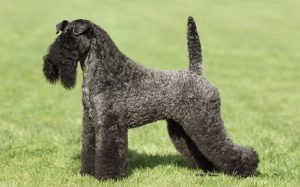 Kerry Blue Terrier Dog Breed.