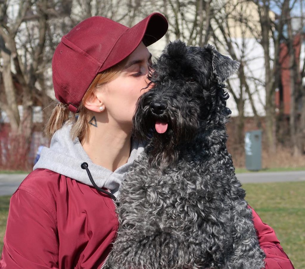 Kerry Blue Terrier needs a firm leader