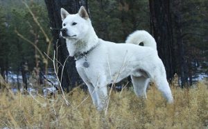 is the kishu a good breed of dog