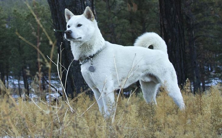 Beautiful White Kishu Ken.