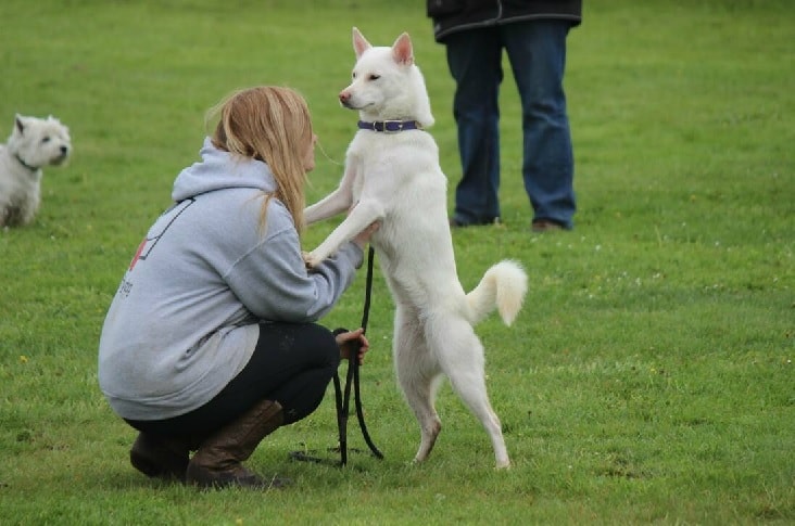 are kishu kens intelligent dogs