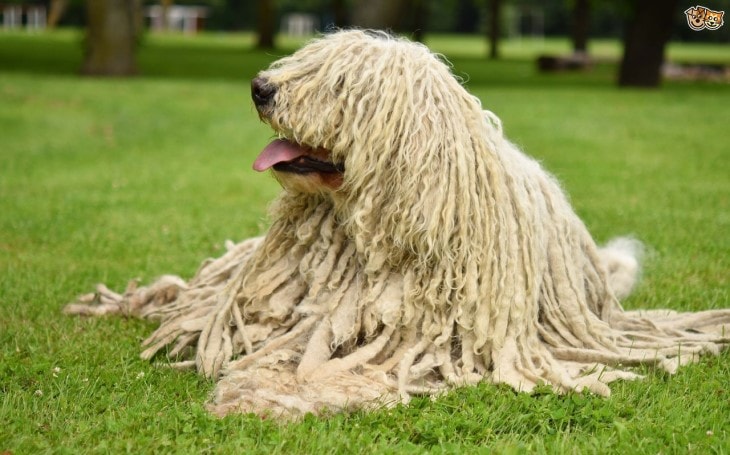 Komondor Is A Large Dog