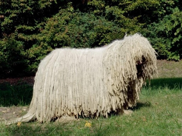 Komondor Belongs To Hungary