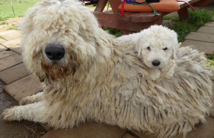 Komondor Are Protective Since Puppy