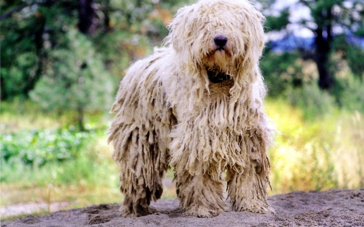 Komondor Training Is Average.