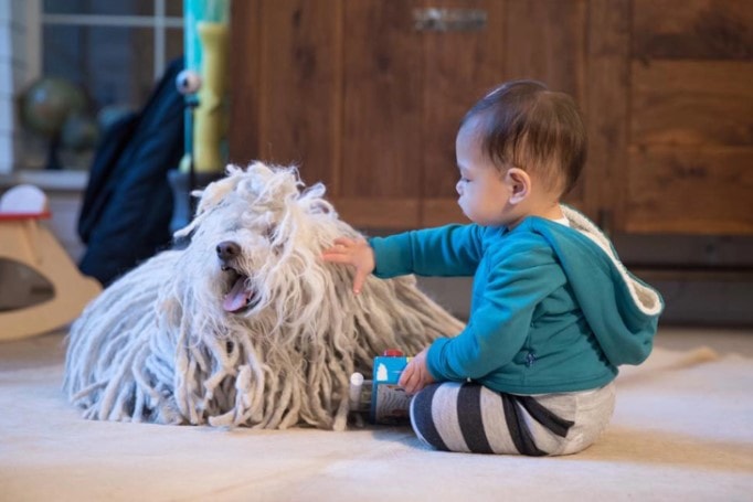 Komondor Go Well With Kids