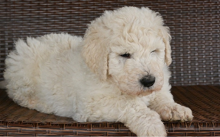 komondor puppy