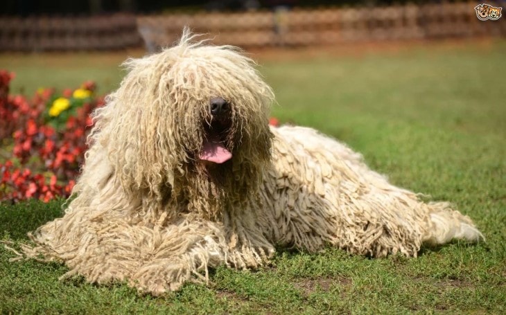 Komondor Are Child Friendly Dogs