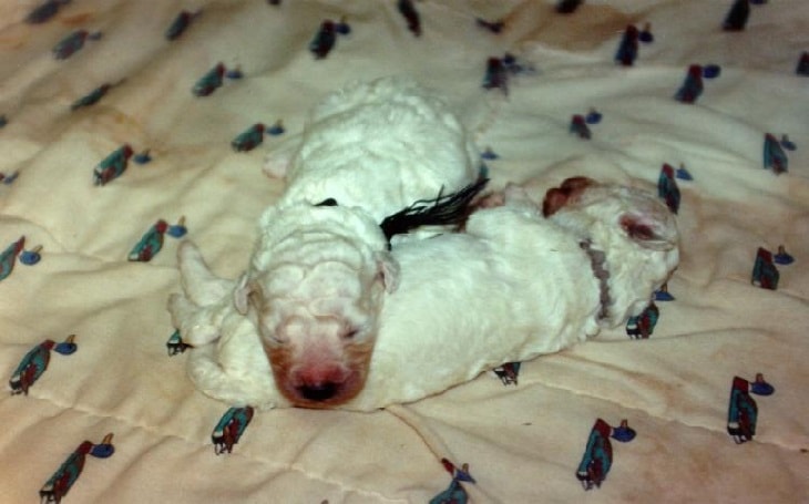 developmental stages of Komondor puppies