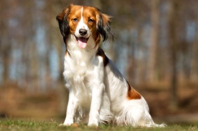 The Nederlandse Kooikerhondje Are Hunters