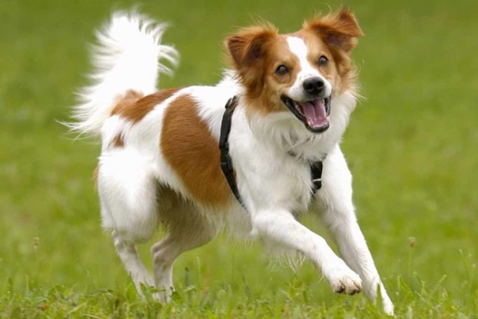 Kromfohrlander Is An Active Dog Breed