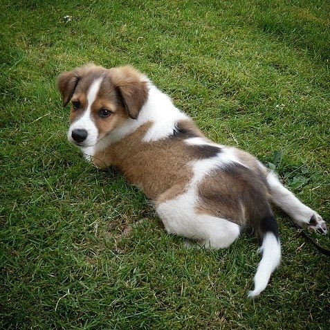 Kromfohrländer puppies Stages