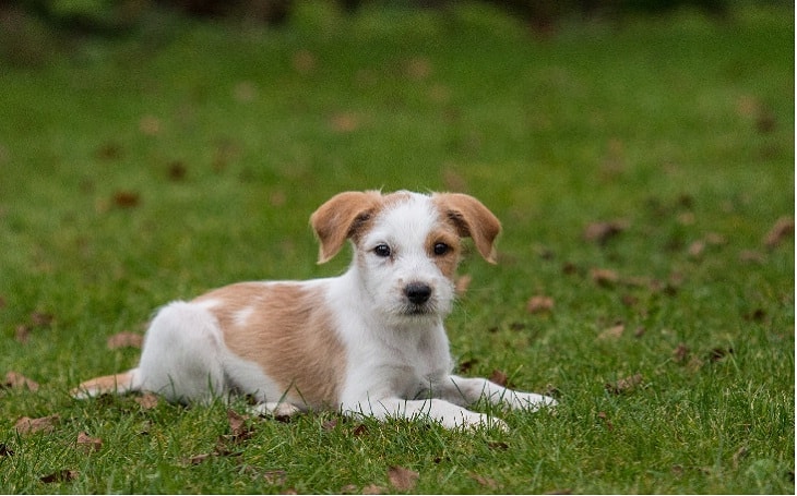 Kromfohrländer puppies Stages