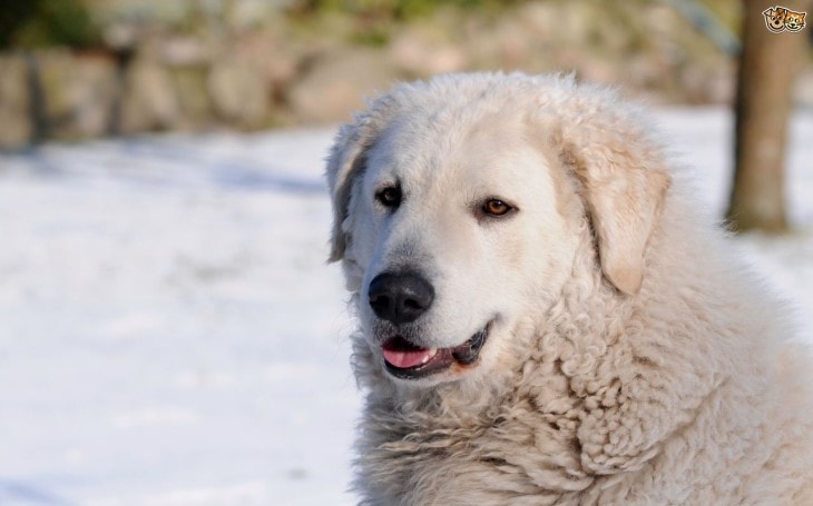 are kuvasz aggressive