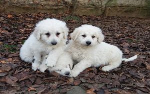 Three cute Kuvasz puppies.