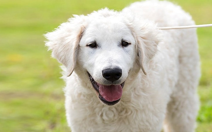 A Kuvasz dog posing.