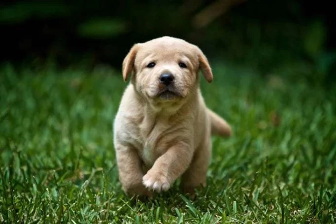 Labrador Retreiver Puppy Are Cute And Friendly