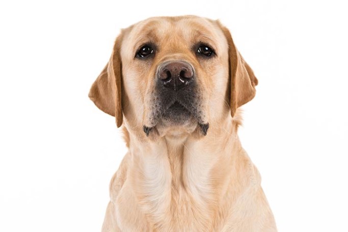  Labrador Retreiver Are Sturdy And Well-Balanced Dog