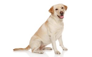 Labrador Retreiver Are Loveable Dogs