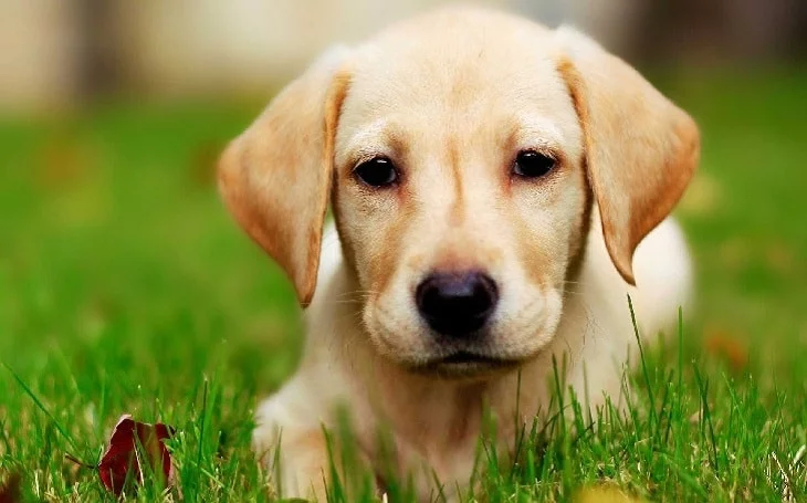 A cute Labrador Retriever puppy.