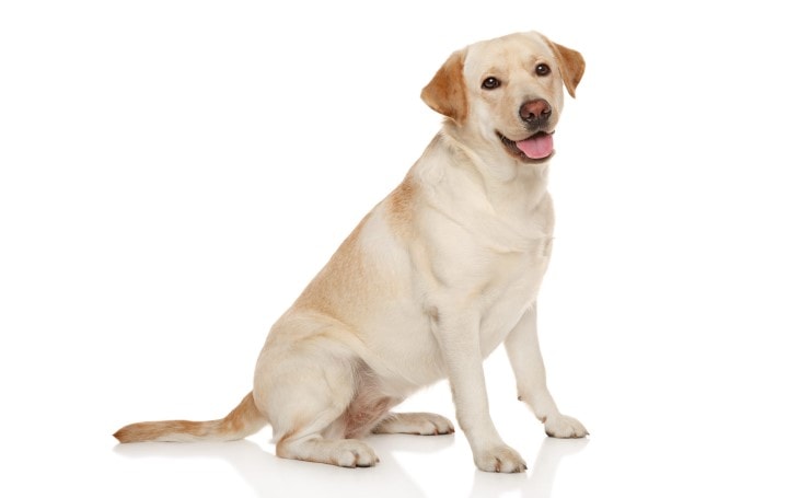 information about labrador dog