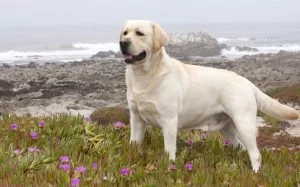 A Labrador Retriever dog.