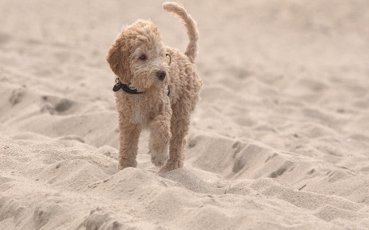 A Lagotto Romagnolo dog in sands.