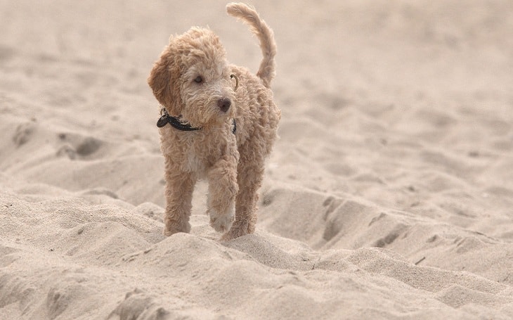 lagotto poodle mix