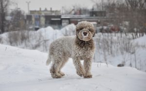 A Lagotto Romagnolo dog in the snow.