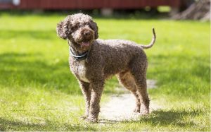 facts of Lagotto Romagnolo dog