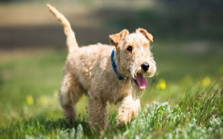 Lakeland Terrier Dog Breed.