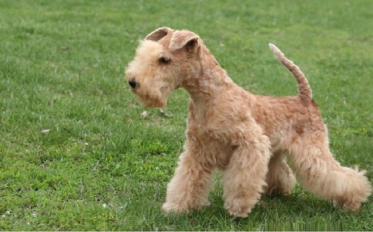 facts of Lakeland Terrier dog