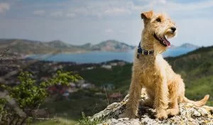 A Lakeland Terrier posing.