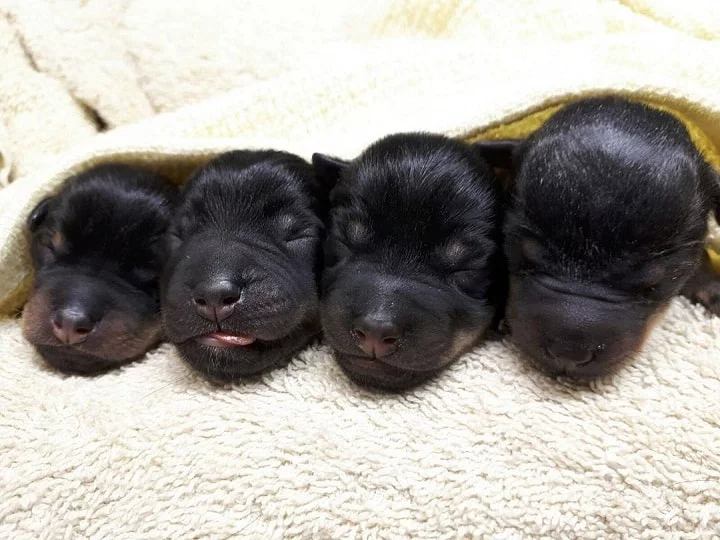 Lancashire Heeler puppies