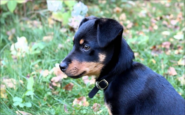 A Lancashire Heeler puppy.