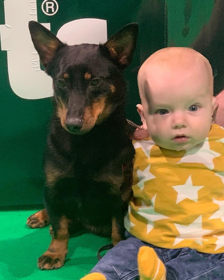 Lancashire Heeler is child friendly