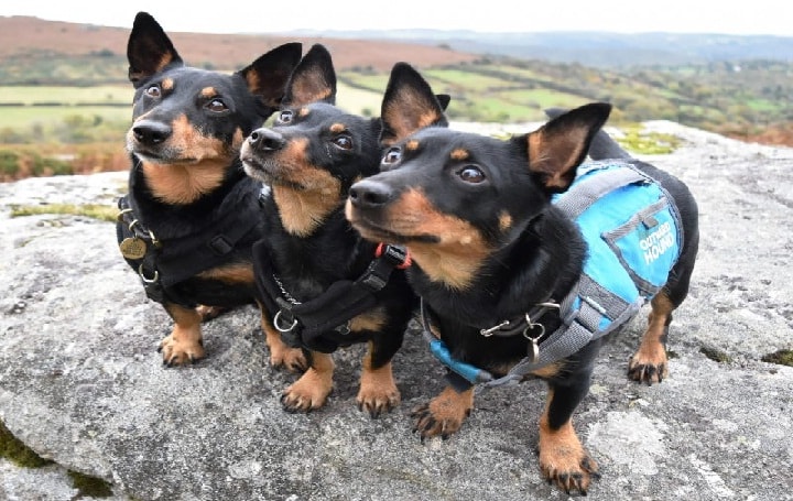 are lancashire heeler dogs friendly