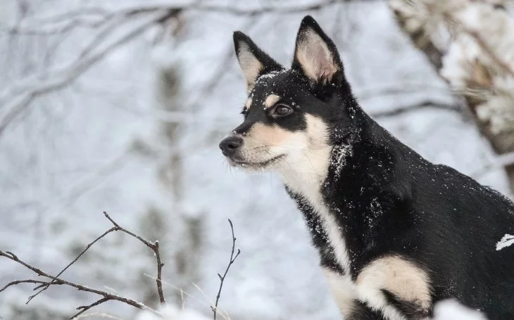 Lapponian Herder Is A Herding Dog