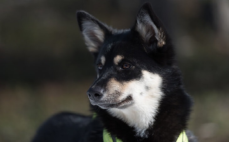 Lapponian Herder Personality and Temperament