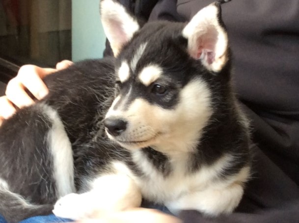 Lapponian Herder Is A Medium-Sized Dog