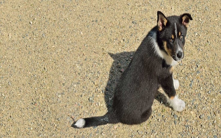 Lapponian Herder Puppy development stages