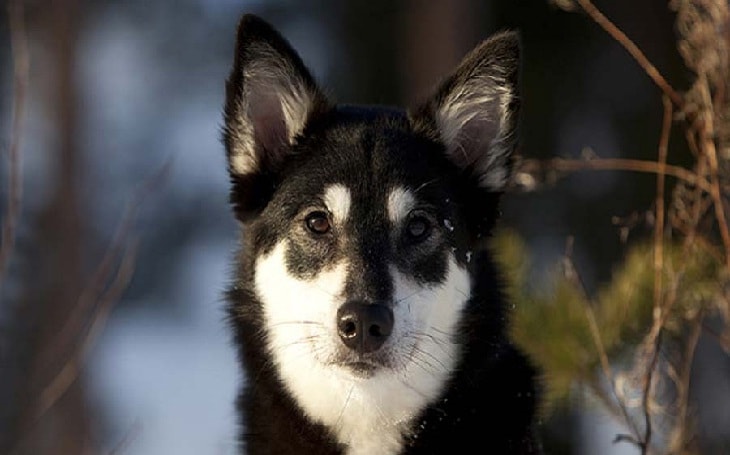 lapponian herder