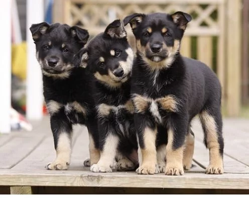 Lapponian Herder Puppies cost